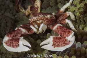 Porcelain crab on anemone by Michal Štros 
